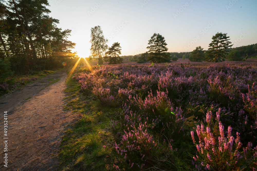 heath landscape in summerwith sunshine heath landscape in summerwith sunshine