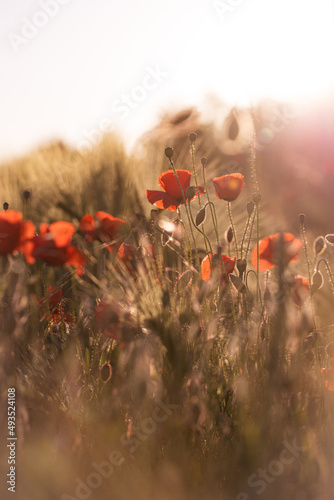 Mohn im Feld bei schöner Lichtstimmung