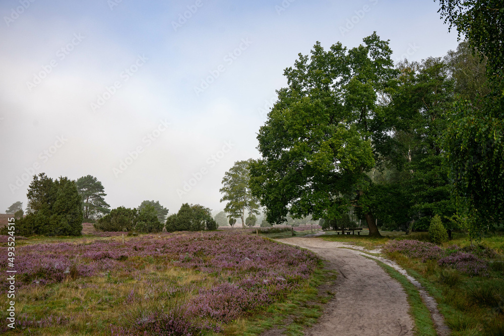 heath landscape in summerwith sunshine