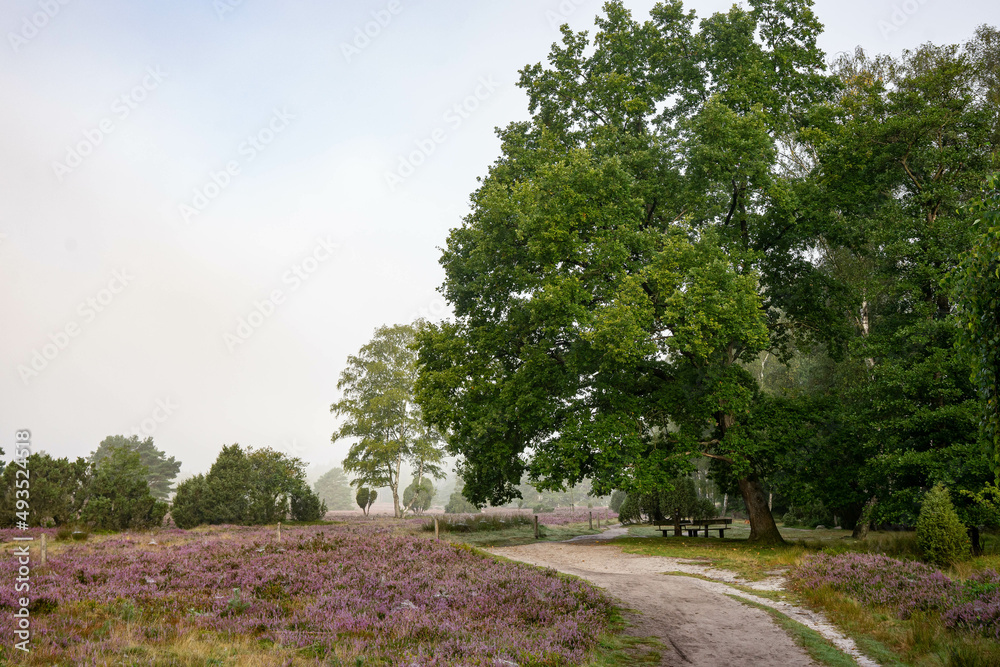 heath landscape in summerwith sunshine heath landscape in summerwith sunshine