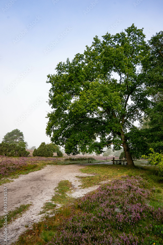 heath landscape in summerwith sunshine