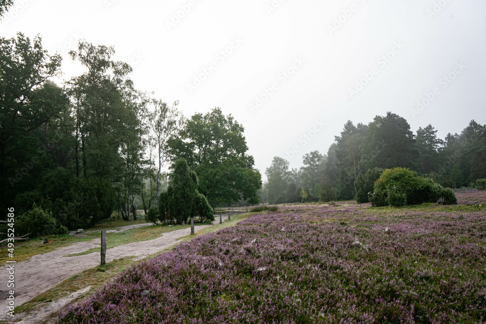 heath landscape in summerwith sunshine heath landscape in summerwith sunshine