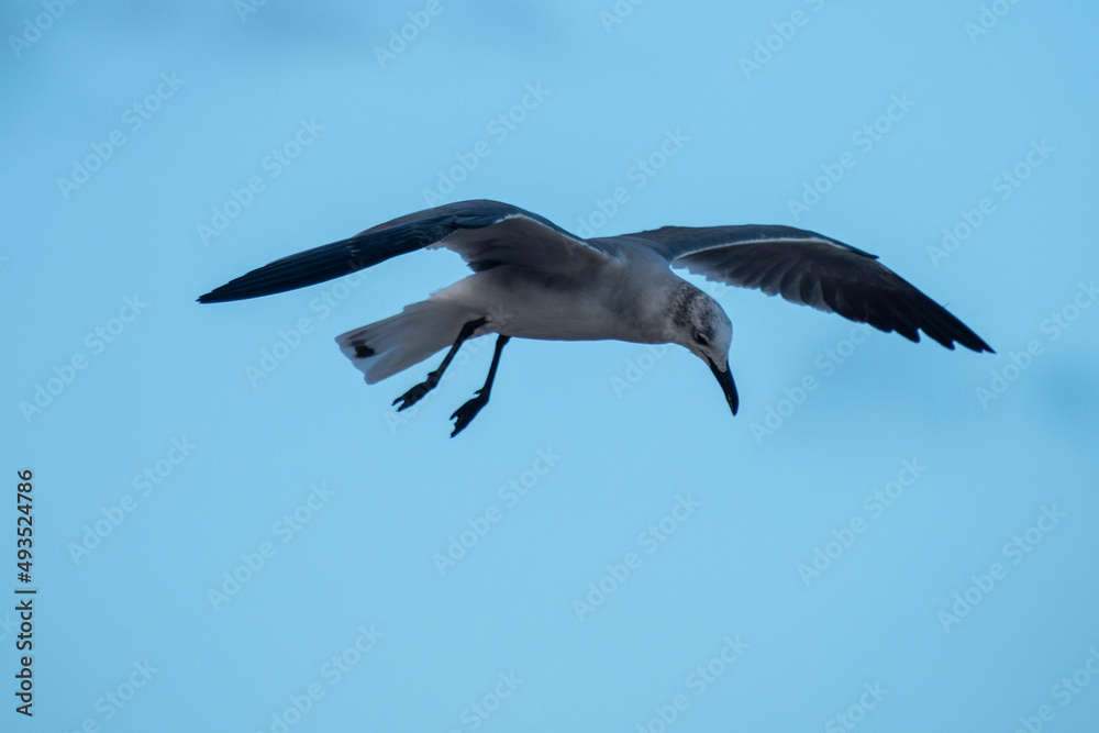 Fototapeta premium Gaviota en el cielo