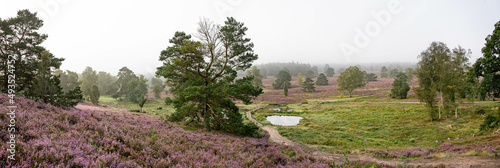 heath landscape in summerwith sunshine photo