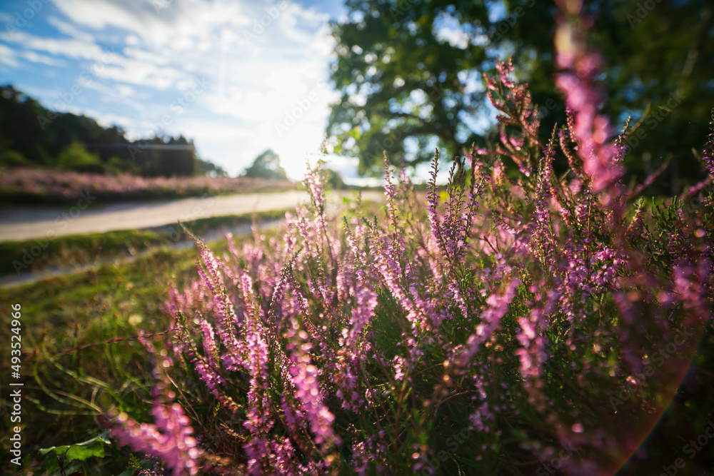 Obraz premium heath close up, Calluna vulgaris macro in summer