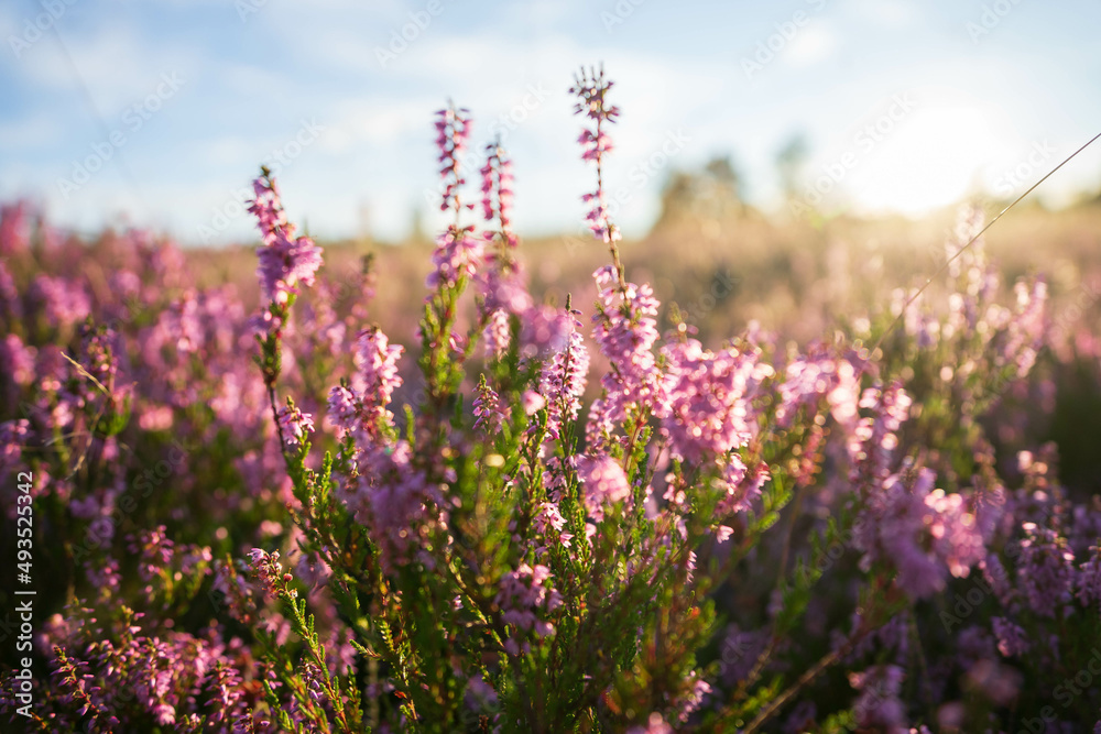 Naklejka premium heath close up, Calluna vulgaris macro in summer