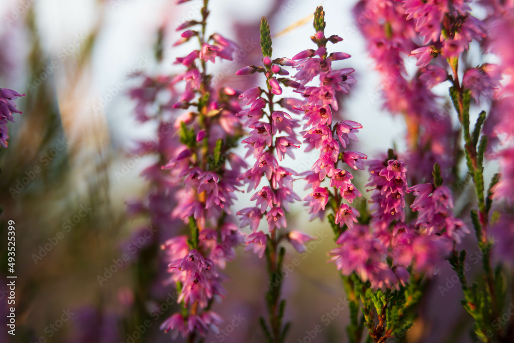 Obraz premium heath close up, Calluna vulgaris macro in summer