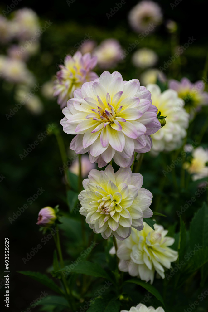 colourfull dahlias, dahlia, dahlie bloom colourfull dahlias, dahlia, dahlie bloom