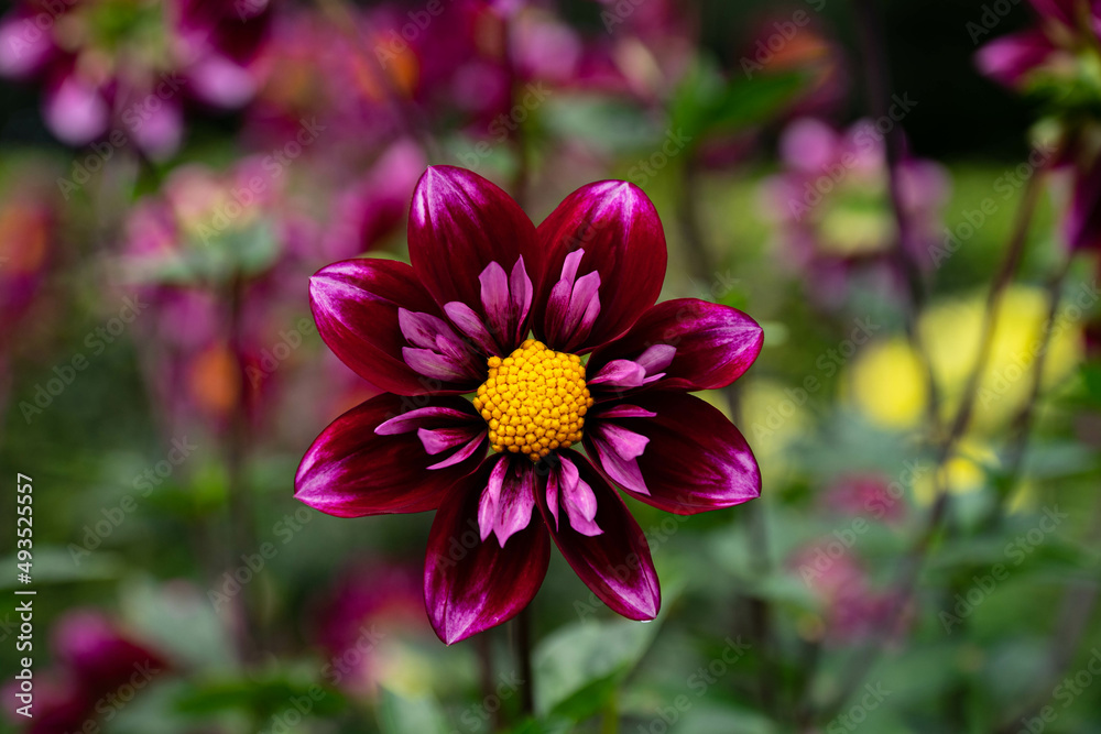 Obraz premium colourfull dahlias, dahlia, dahlie bloom