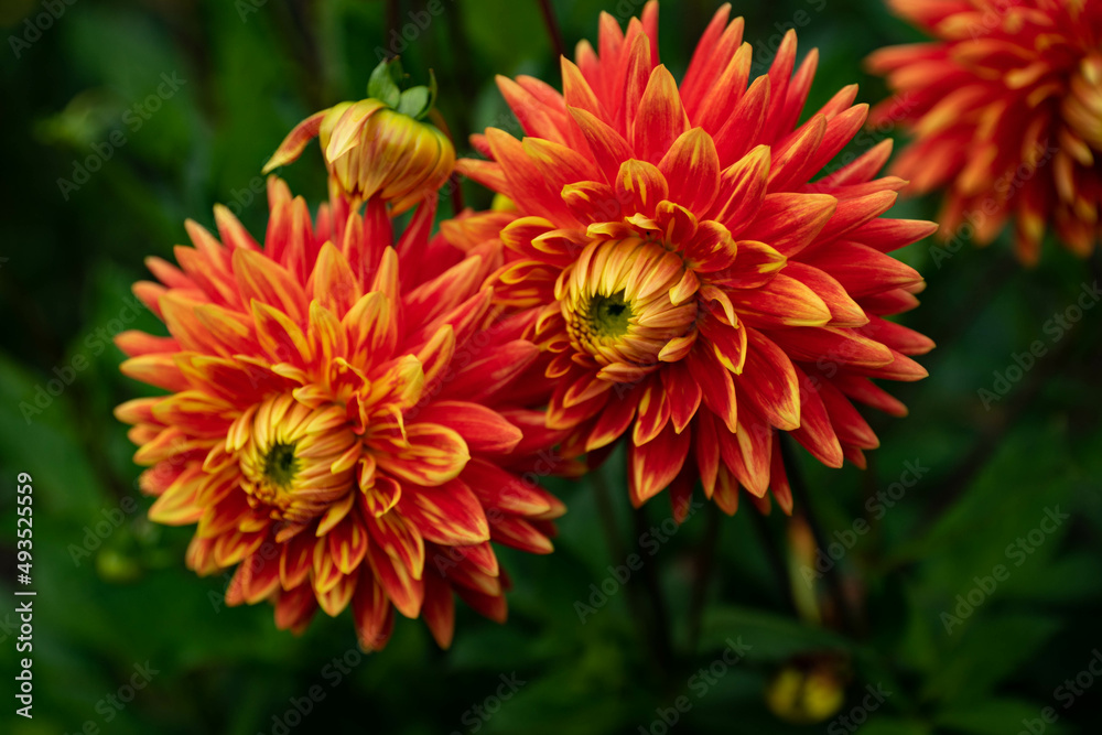 colourfull dahlias, dahlia, dahlie bloom colourfull dahlias, dahlia, dahlie bloom