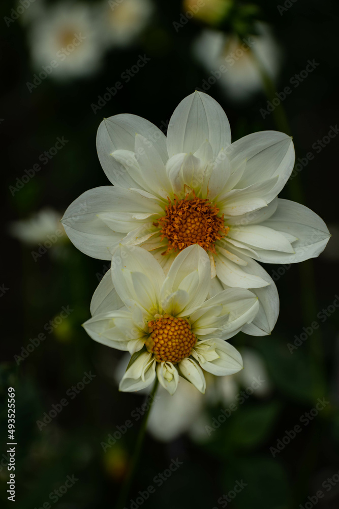 colourfull dahlias, dahlia, dahlie bloom colourfull dahlias, dahlia, dahlie bloom
