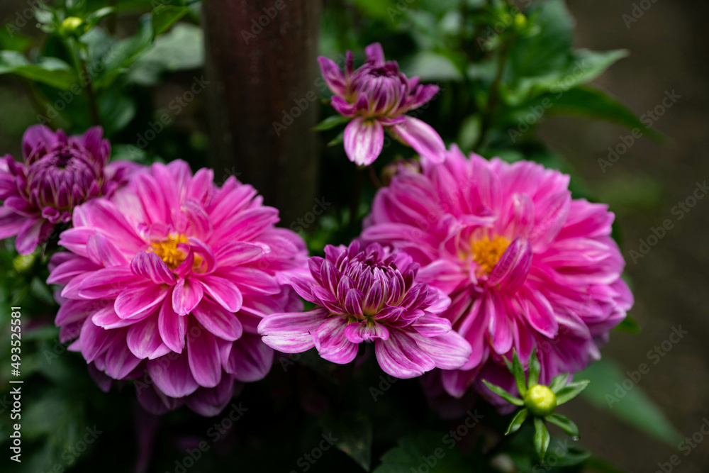 colourfull dahlias, dahlia, dahlie bloom colourfull dahlias, dahlia, dahlie bloom