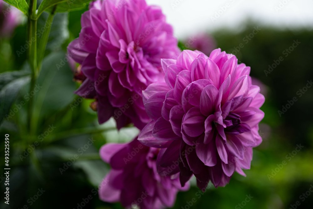 Fototapeta premium colourfull dahlias, dahlia, dahlie bloom