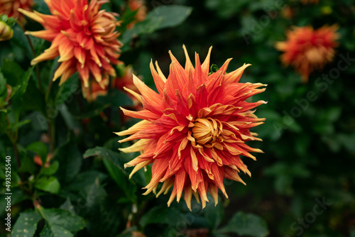 colourfull dahlias  dahlia  dahlie bloom