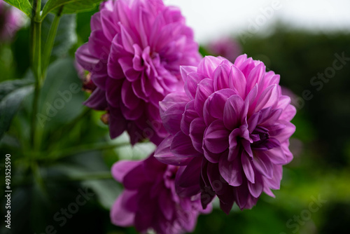 colourfull dahlias, dahlia, dahlie bloom
