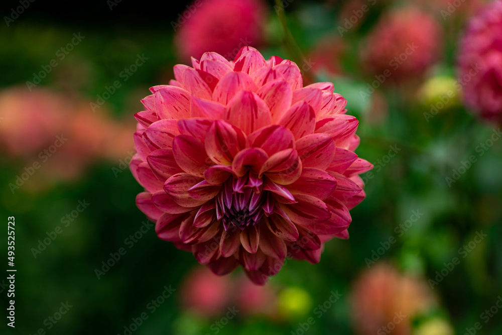 colourfull dahlias, dahlia, dahlie bloom colourfull dahlias, dahlia, dahlie bloom