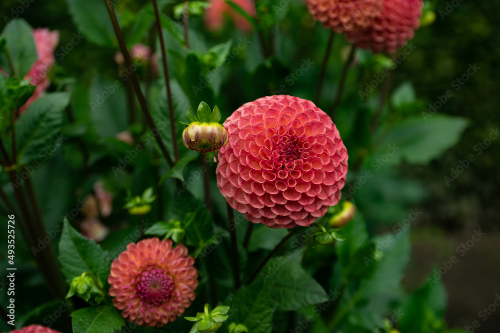 colourfull dahlias, dahlia, dahlie bloom colourfull dahlias, dahlia, dahlie bloom