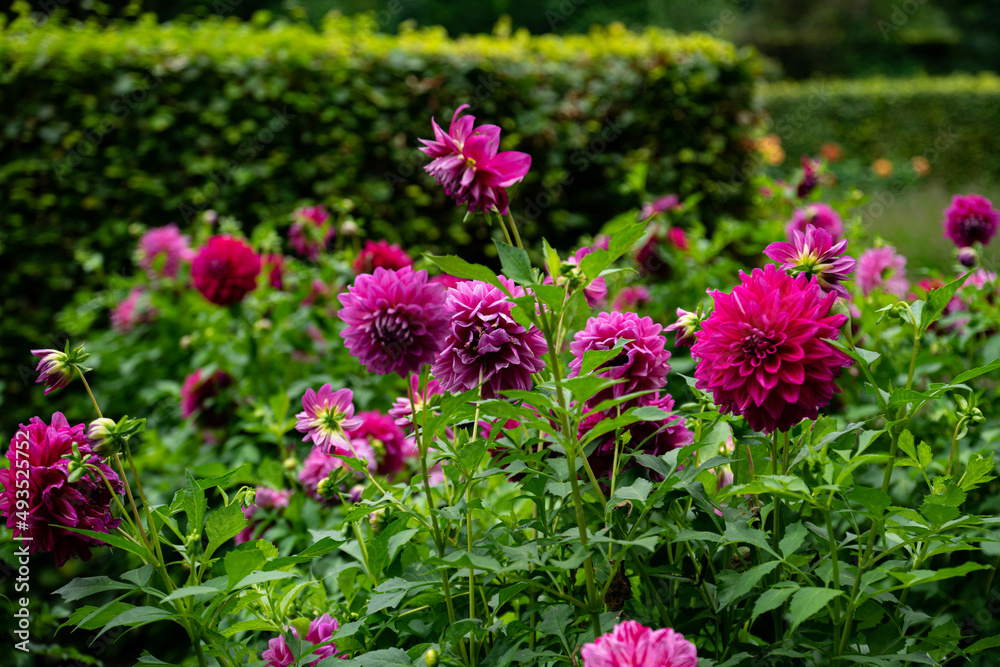 Fototapeta premium colourfull dahlias, dahlia, dahlie bloom
