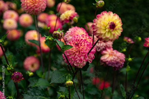 colourfull dahlias, dahlia, dahlie bloom