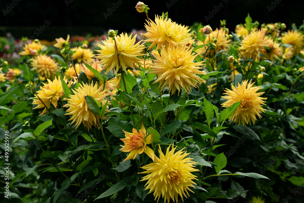 colourfull dahlias, dahlia, dahlie bloom colourfull dahlias, dahlia, dahlie bloom