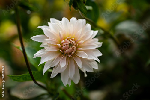 colourfull dahlias  dahlia  dahlie bloom