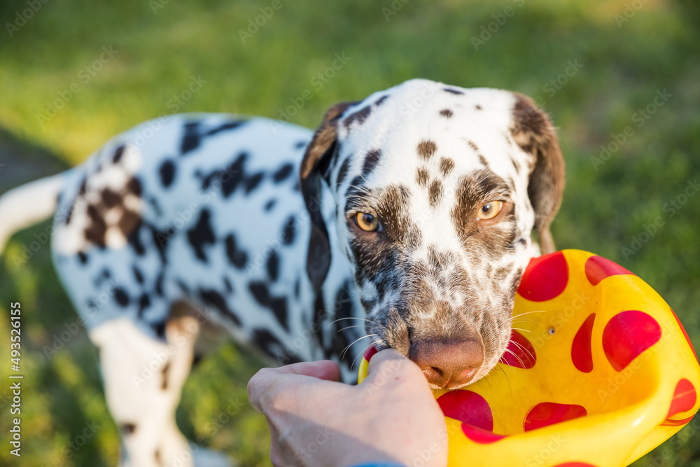 Cute dalmatian dog holding a ball in the mouth. Outdoor fun.Happy adorable dog playing with ball at backyard lawn at sunny summer day.cute puppy 6 months running happy over the meadow Cute dalmatian dog holding a ball in the mouth. Outdoor fun.Happy adorable dog playing with ball at backyard lawn at sunny summer day.cute puppy 6 months running happy over the meadow