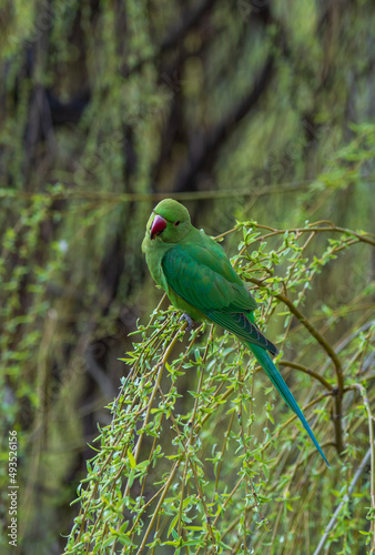 Green parrot with red beak in green tree branches