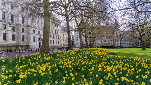 Daffodils at London Park at Foreign, Commonwealth Development Office