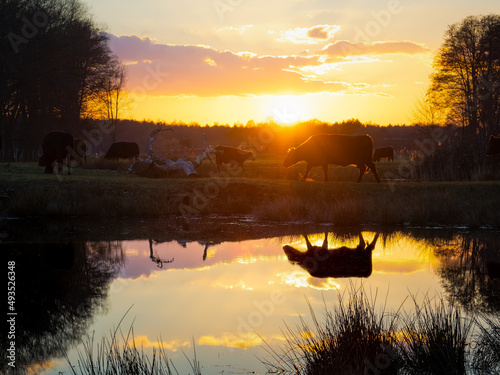 sunset on the lake photo