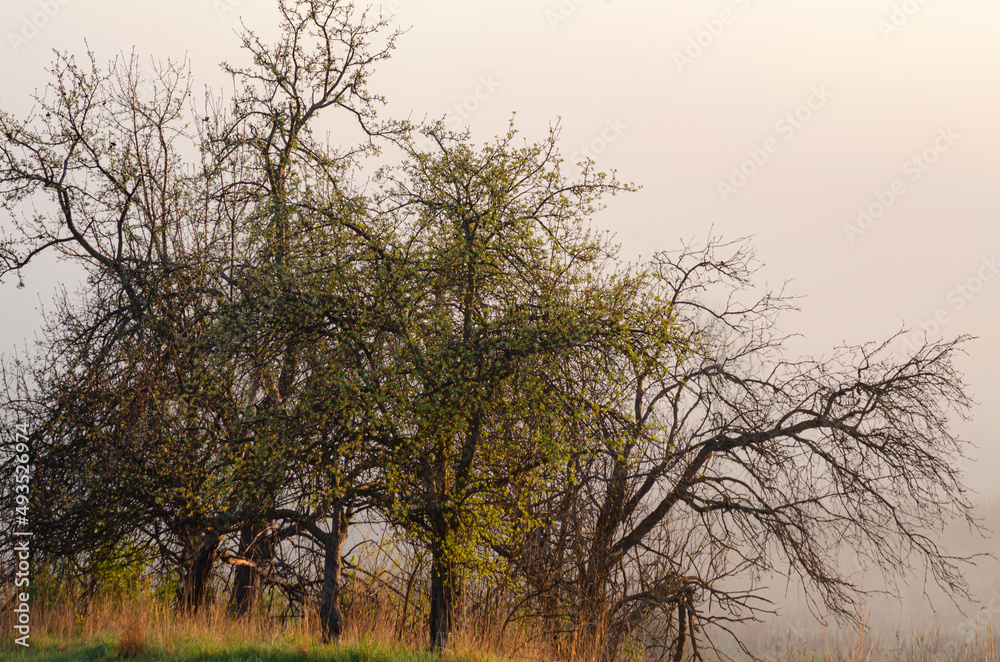 641-81 Scrub Trees at Sunrise