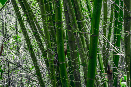 Bamboo tree on wild jungle. Multi branch bamboo shrub