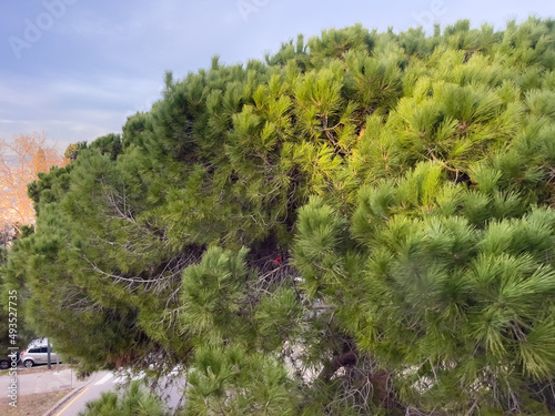 Drone view over a forest in Barcelona