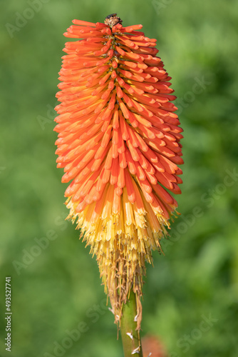 Close up of a torch lily flower in bloom