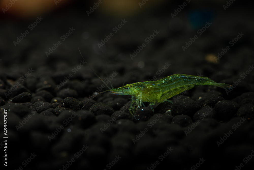 Nice babaulti green shrimp from India in freshwater aquarium macro photography, pets and hobby, wild life