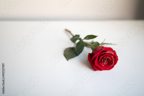 Beautiful photo of a single rose with golden petals lying on a white table in a white room, lit from the window