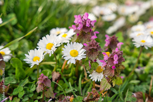 a beautiful daisy in close-up in springtime