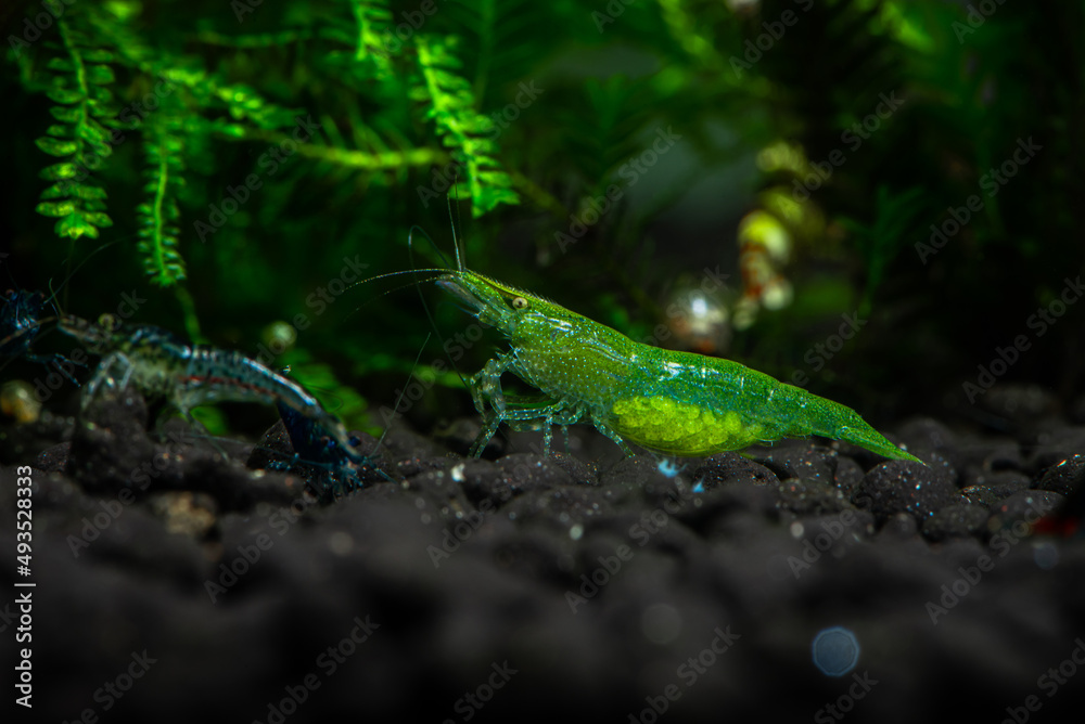 Nice babaulti green shrimp from India in freshwater aquarium macro photography, pets and hobby, wild life Nice babaulti green shrimp from India in freshwater aquarium macro photography, pets and hobby, wild life