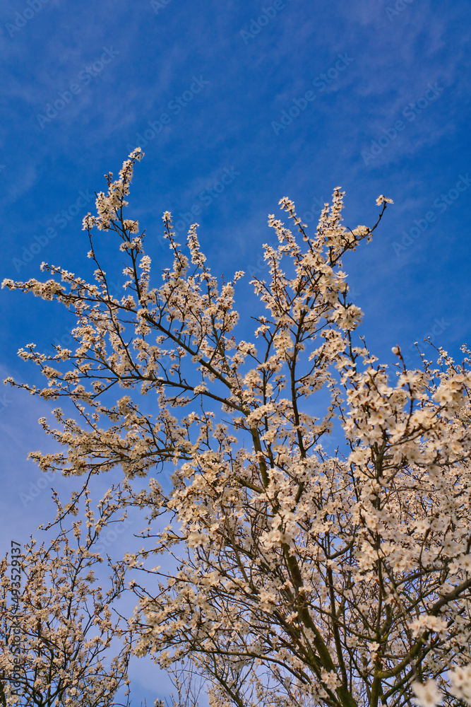 Blossoming white cherry trees in Germany in bright sunshine Blossoming white cherry trees in Germany in bright sunshine
