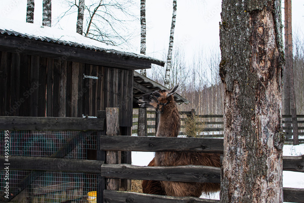 Lama portrait in the zoo in winter. Short-haired brown llama.