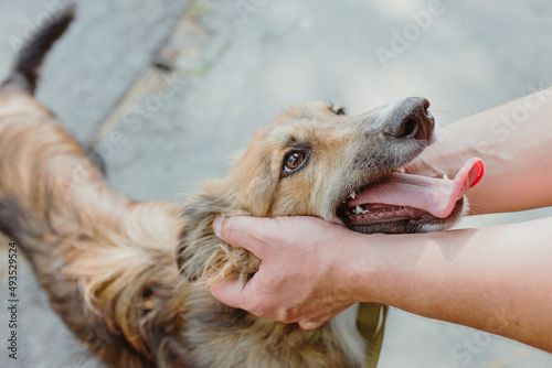 Close-up of hands stroking a big dog on head. Friendship, support, love concept