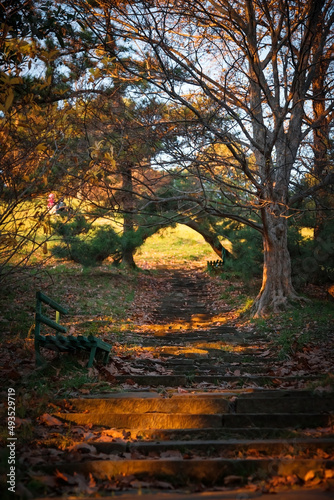Nature park. Stone steps. A tunnel of trees. Beautiful light of the setting sun.