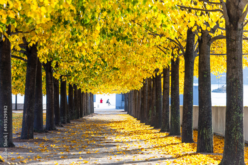 Autumnal sunlight illuminates the rows of autumnal leaf color trees in Franklin D. Roosevelt Four Freedoms Park at Roosevelt Island on the East River on November 2021 in New York City. 