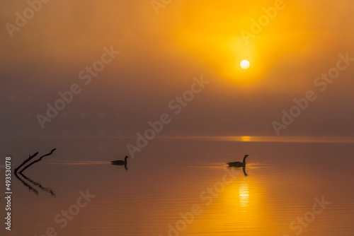 Geese paddle silently across the calm surface of a lake on as the sun rises on a foggy morning.