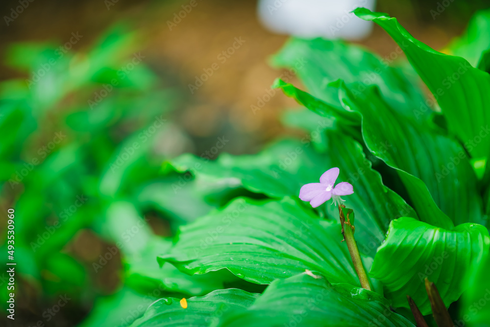 lily of the valley lily of the valley