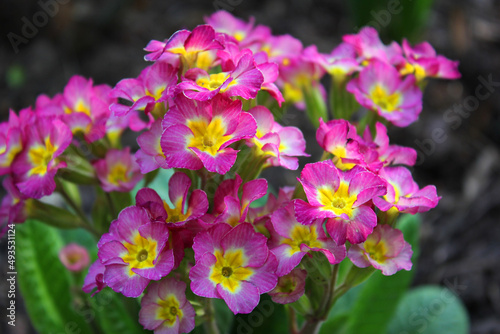 purple and white flowers