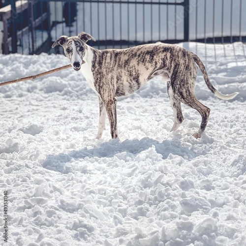 Levrier whippet greyhound qui joue dans la neige