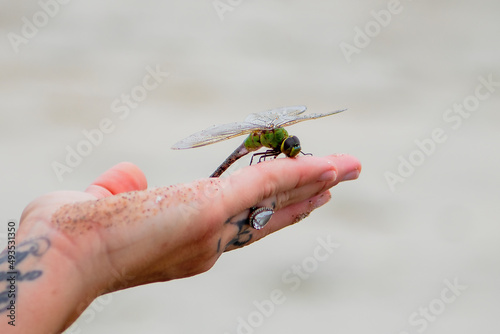 Dragonfly being held on the beach