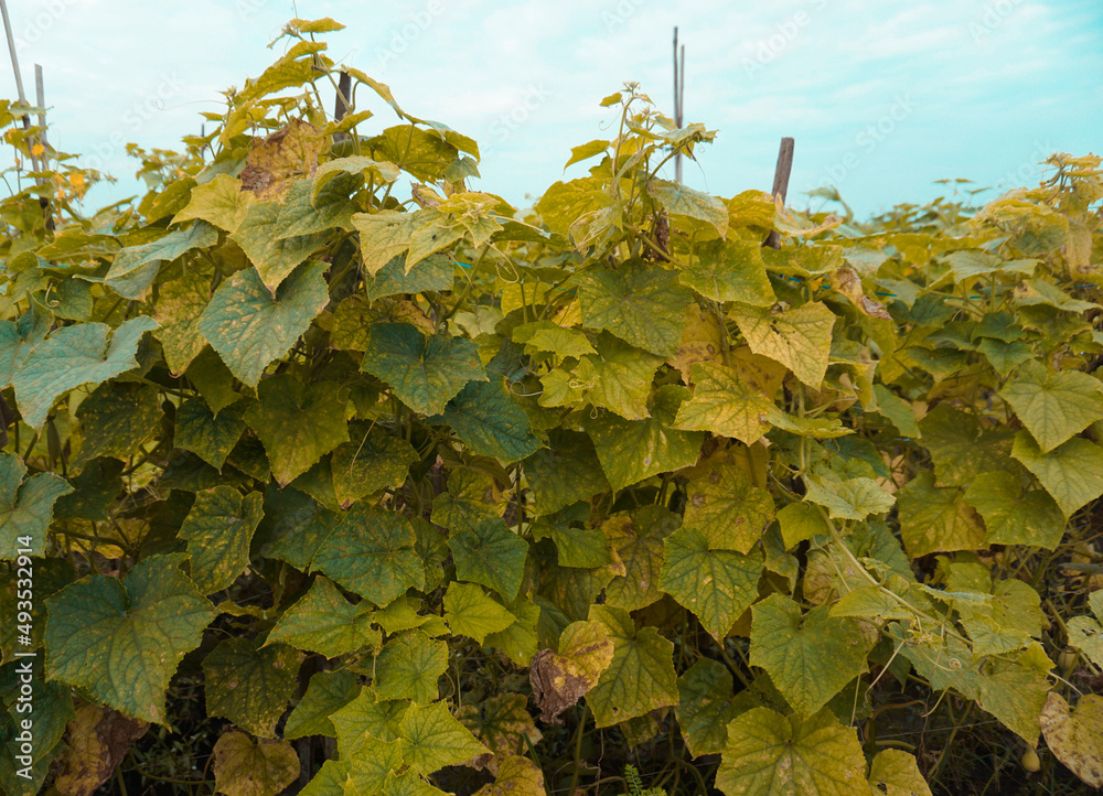 Obraz premium Green cucumber plants thrive to produce high quality cucumbers for daily nutritional needs
