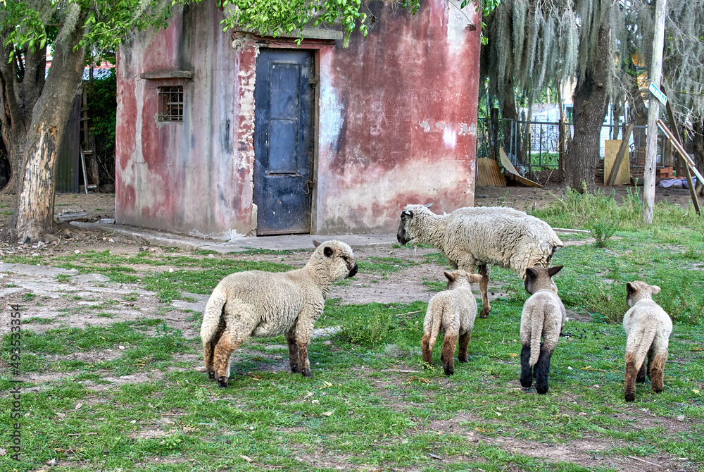 Obraz premium sheep and lambs grazing on a farm with an old farmhouse in the background. Horizontal