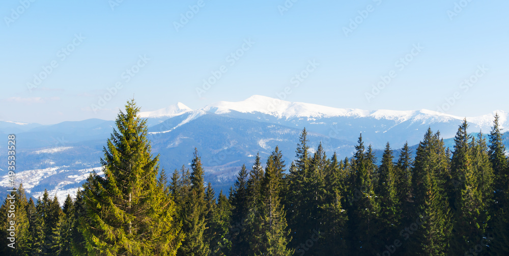 Banner. Scenery. Snow-capped mountain peak, view through the pine forest. The concept of tourism in the mountains. Horizontal orientation.